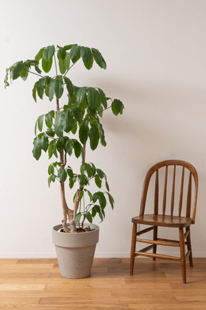 家具・植物